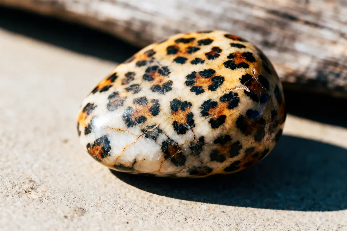 Galet avec motif léopard sur fond clair, posé sur une surface beige.