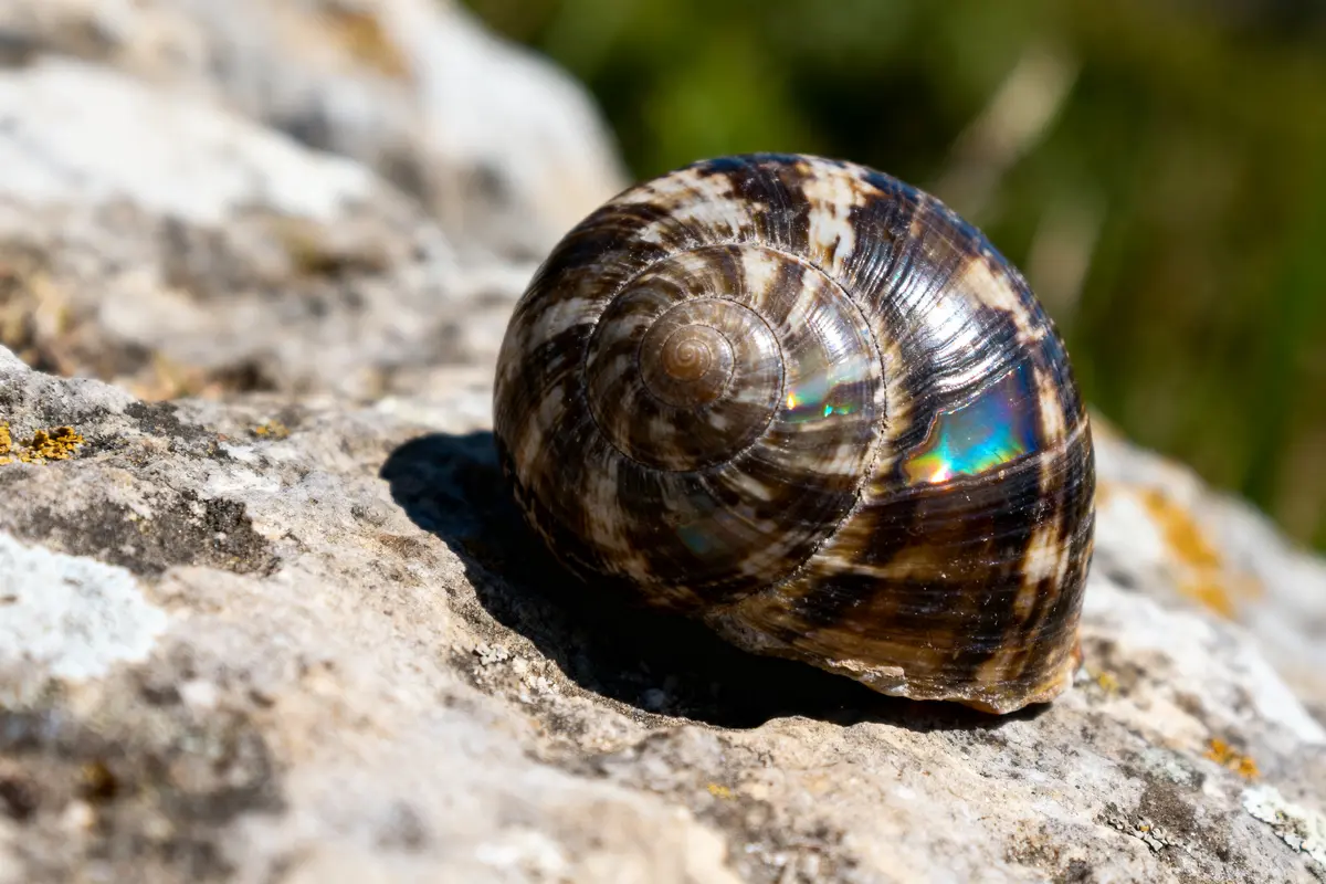 Turitelle : Propriétés Et Vertus Fascinantes De L’Agate