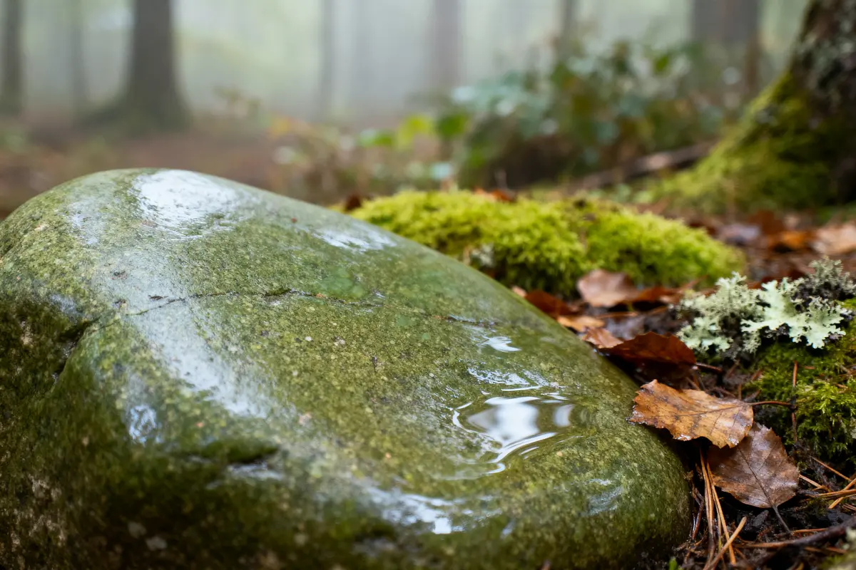Roche mouillée avec mousse et feuilles mortes en forêt, légèrement floue en arrière-plan.