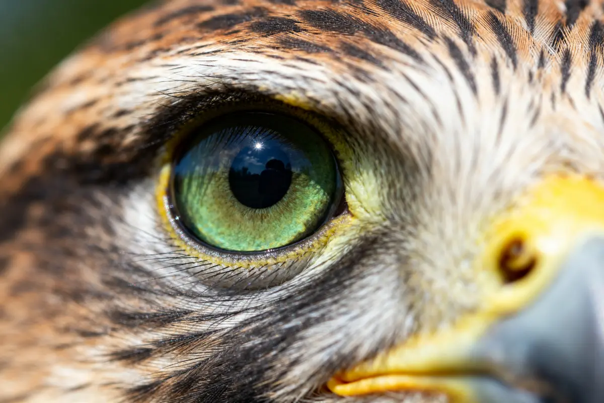 Oeil de faucon vertus : Propriétés, bienfaits et signification