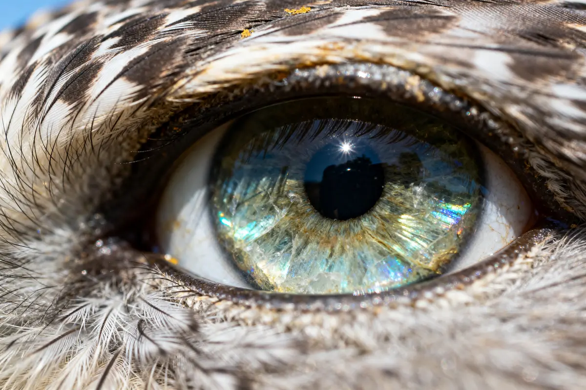 Oeil de Faucon : vertus, propriétés &amp; signification claires