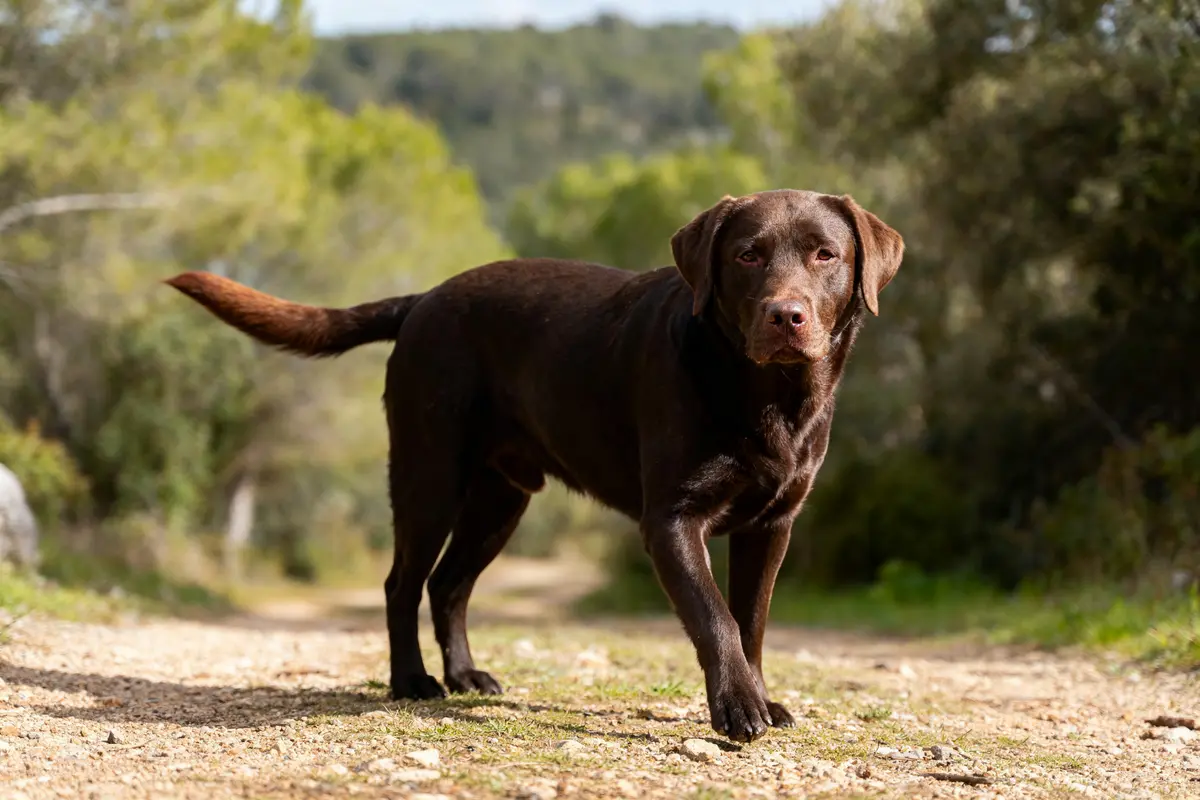 Labrador : caractère, éducation et conseils essentiels