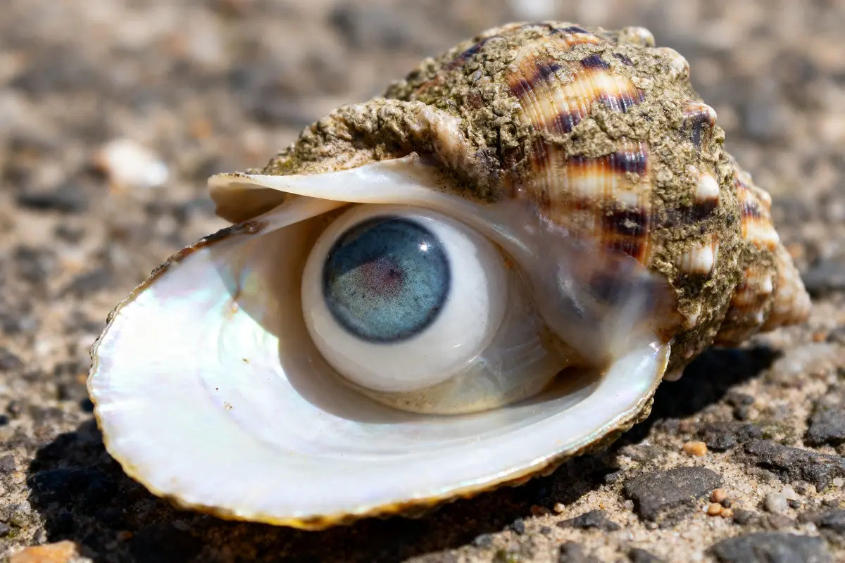 Les yeux de Sainte Lucie : Légende, signification et porte-bonheur