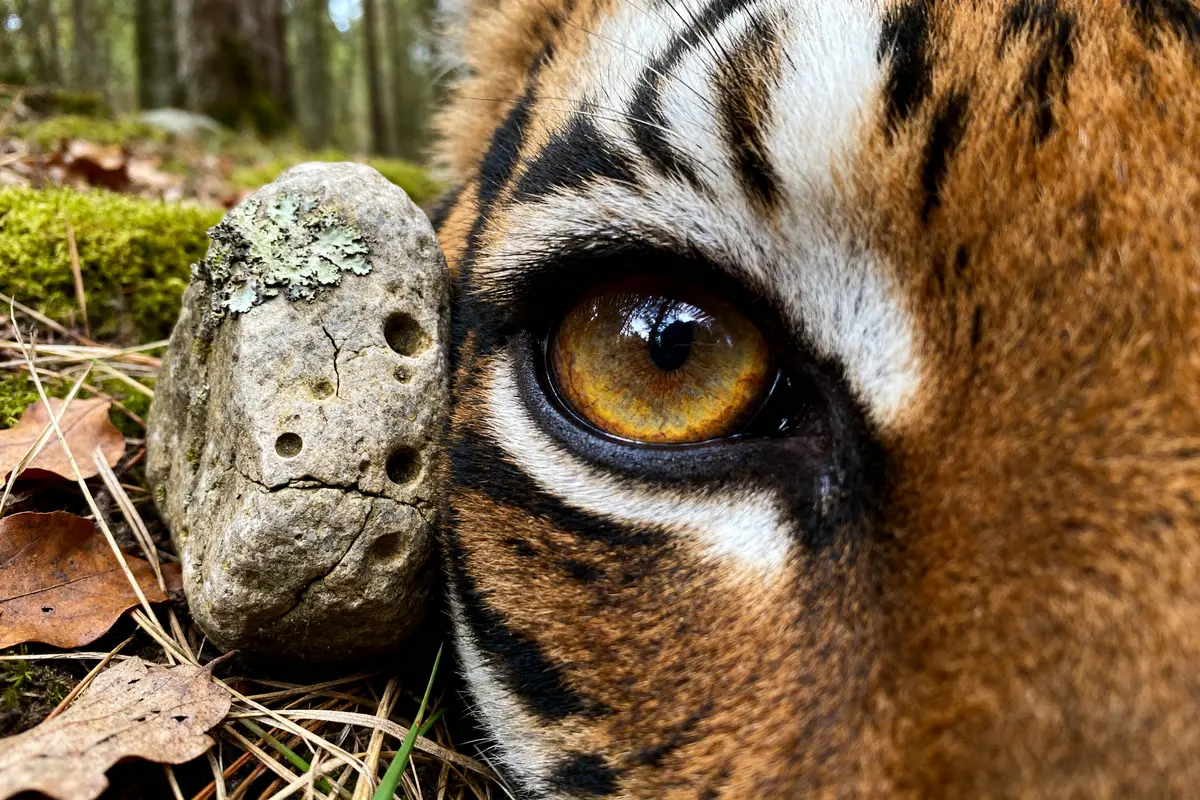 Oeil de tigre vertus : Propriétés et bienfaits essentiels