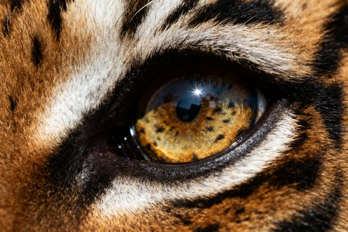 Œil de tigre : vertus, propriétés et bienfaits essentiels